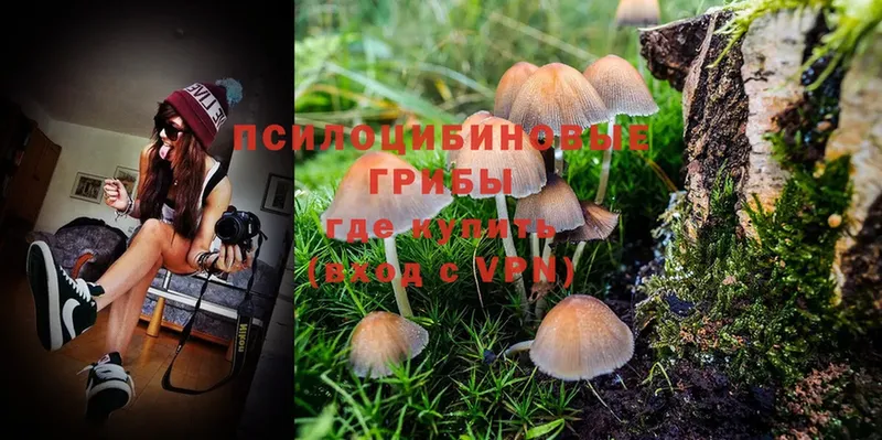 Галлюциногенные грибы Psilocybe  Лаишево 